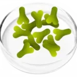 FemiCore Lactobacillus Acidophilus