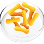 Lactobacillus Casei