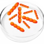Lactobacillus Crispatus