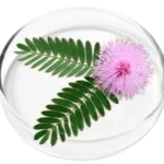 Mimosa Pudica