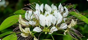 New Era Protect Crataeva