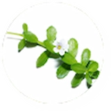 Sciaticyl-Bacopa-Monnieri-Extract